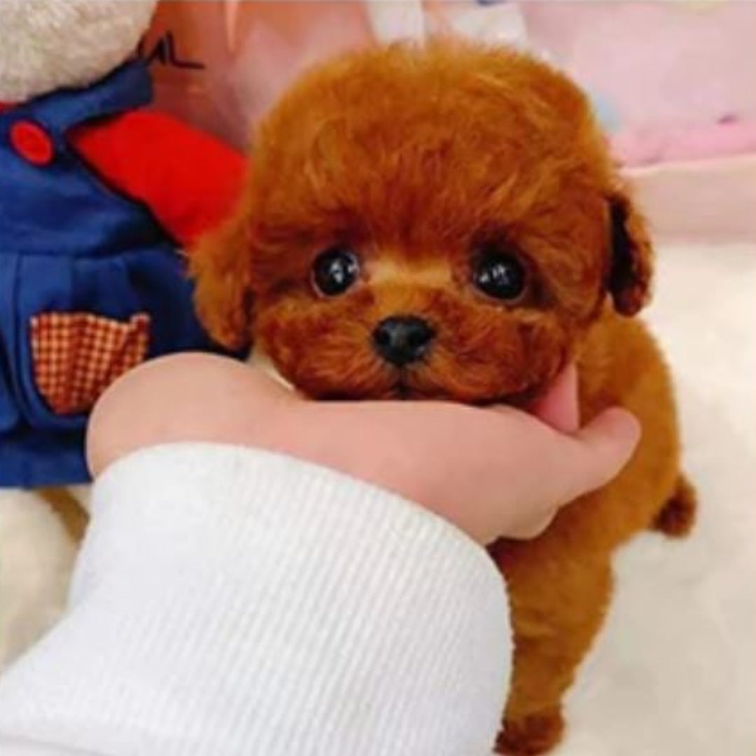 TOTÓ - Realistický Pes Ana1 30 euros