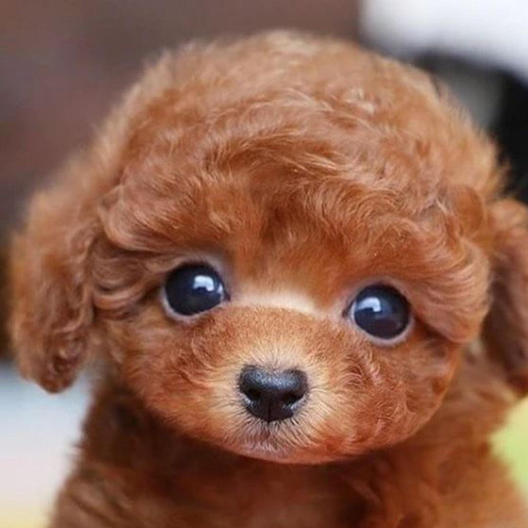 TOTÓ - Realistický Pes Ana 1 Order Bump